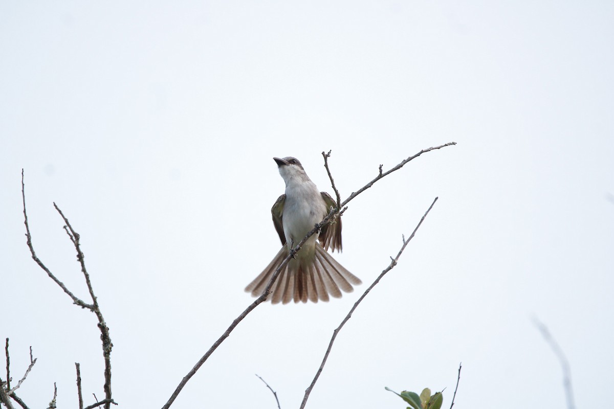 Gray Kingbird - ML638141838