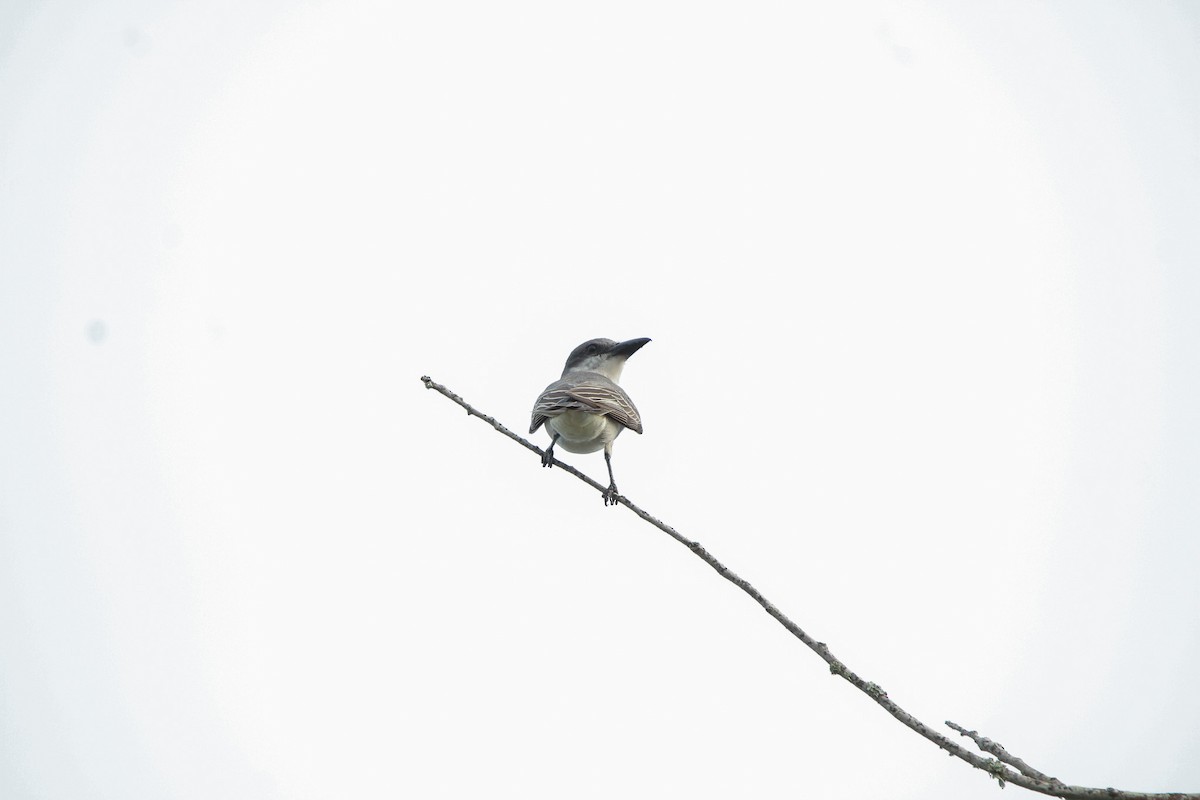 Gray Kingbird - ML638141839