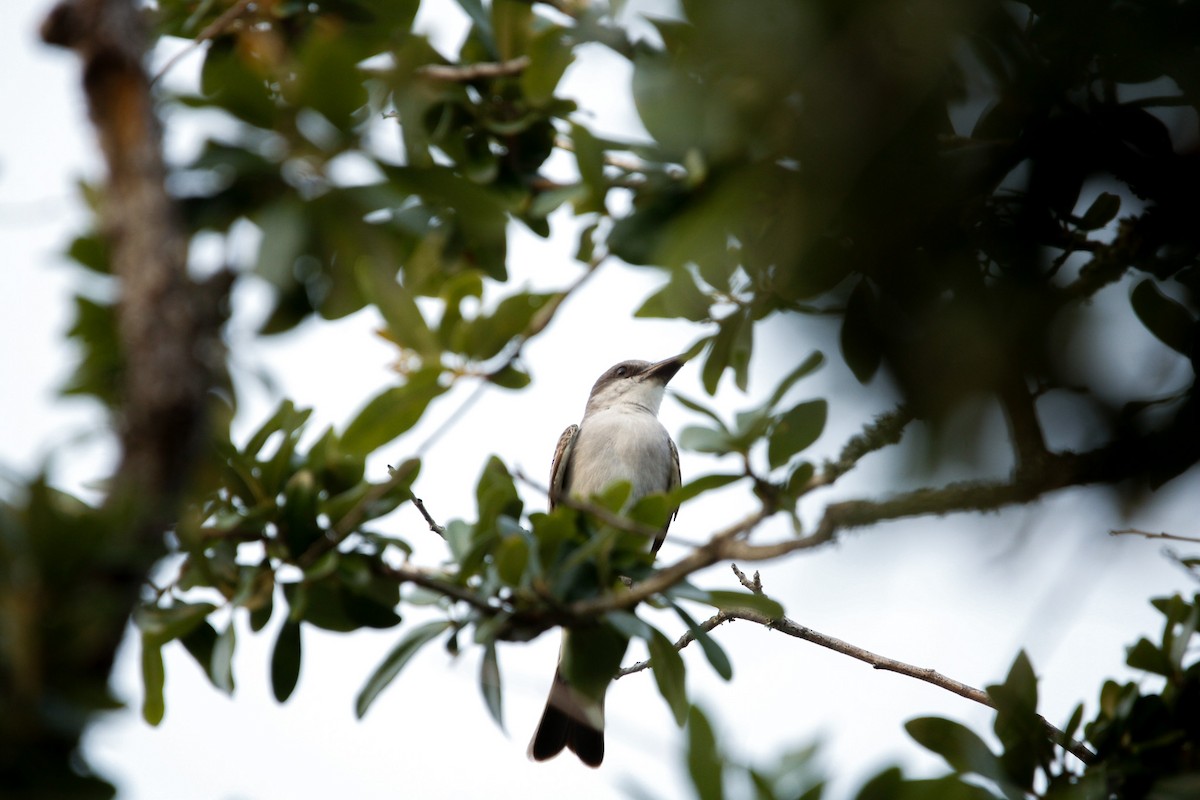 Gray Kingbird - ML638141840