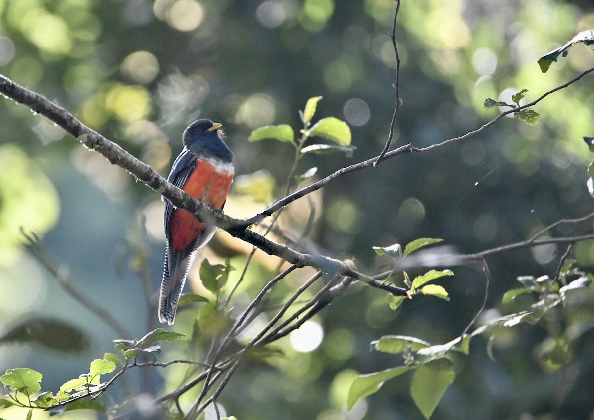 Collared Trogon (Orange-bellied) - ML638141844