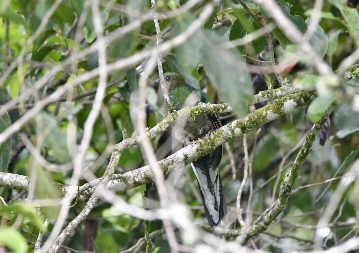 Resplendent Quetzal (Costa Rican) - ML638141846
