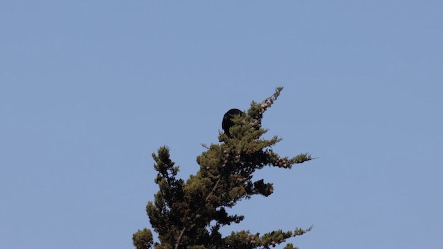 Common Raven - ML638141874