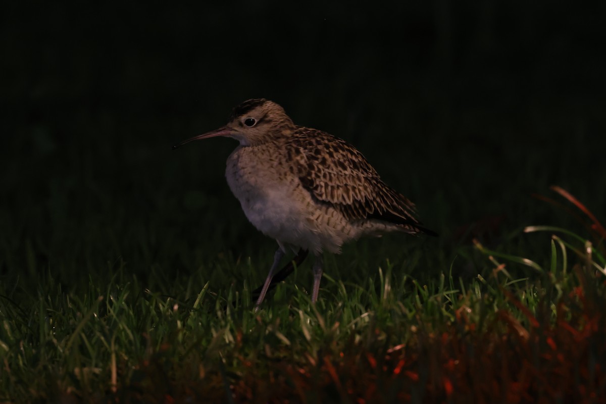 Little Curlew - ML638141878