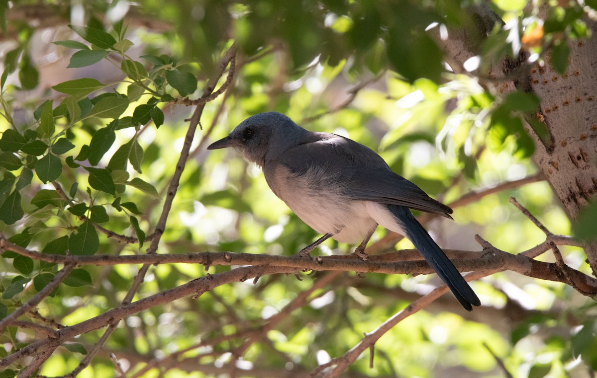 Mexican Jay - ML638141898