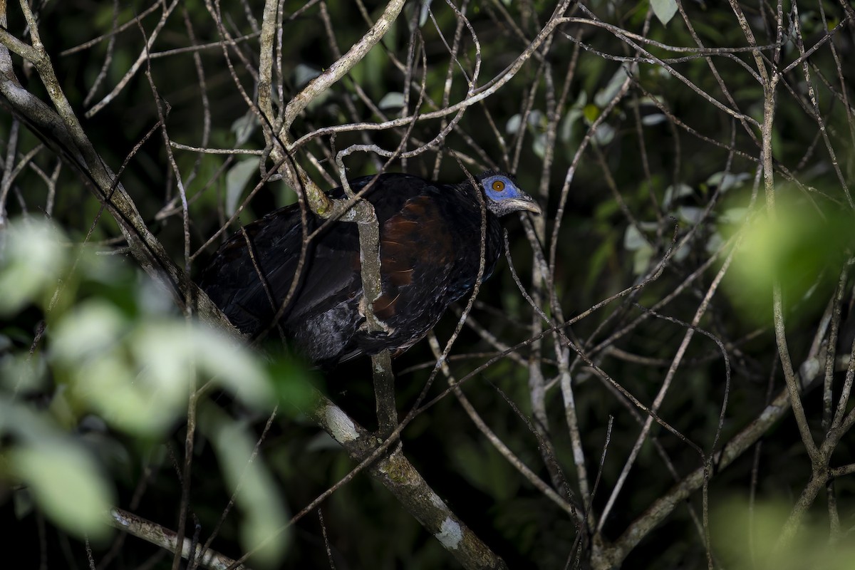 Bornean Crested Fireback - ML638141909