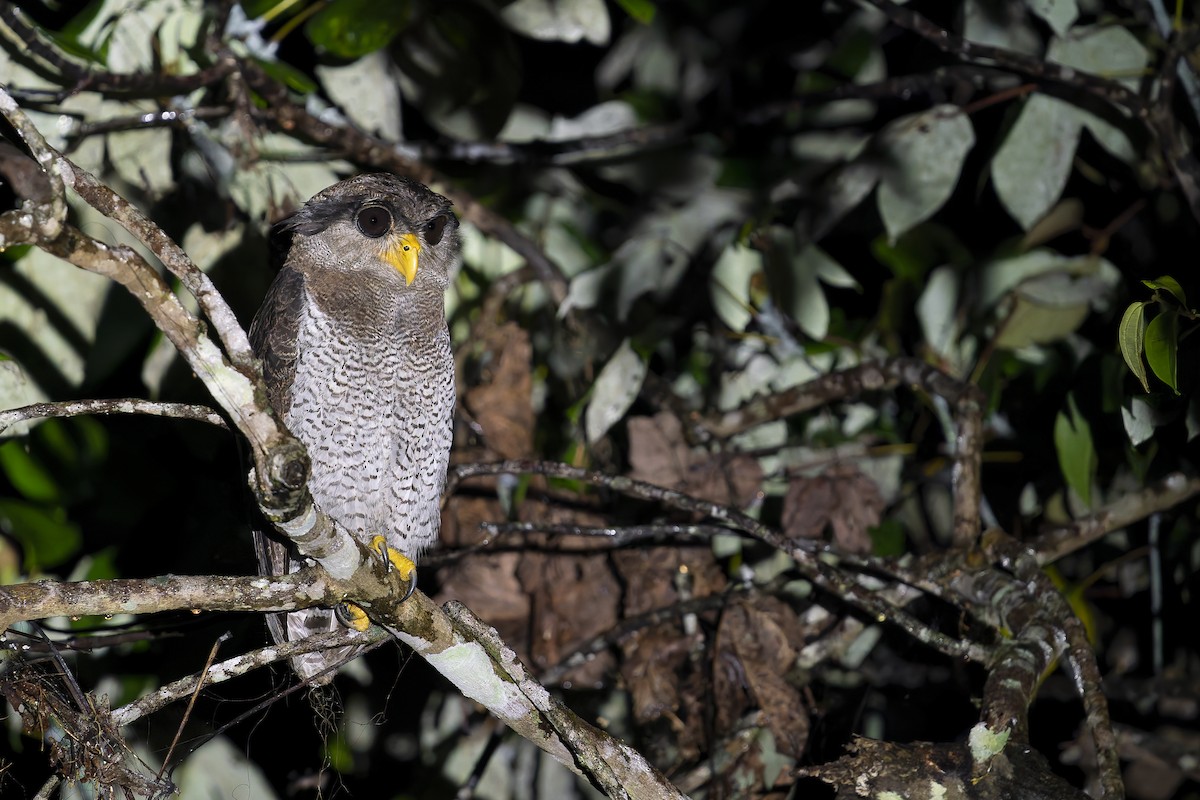 Barred Eagle-Owl - ML638141914
