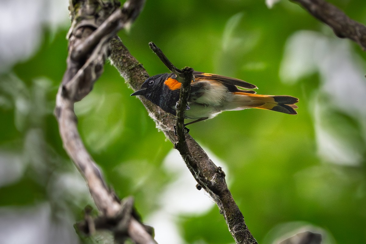 American Redstart - ML638141932