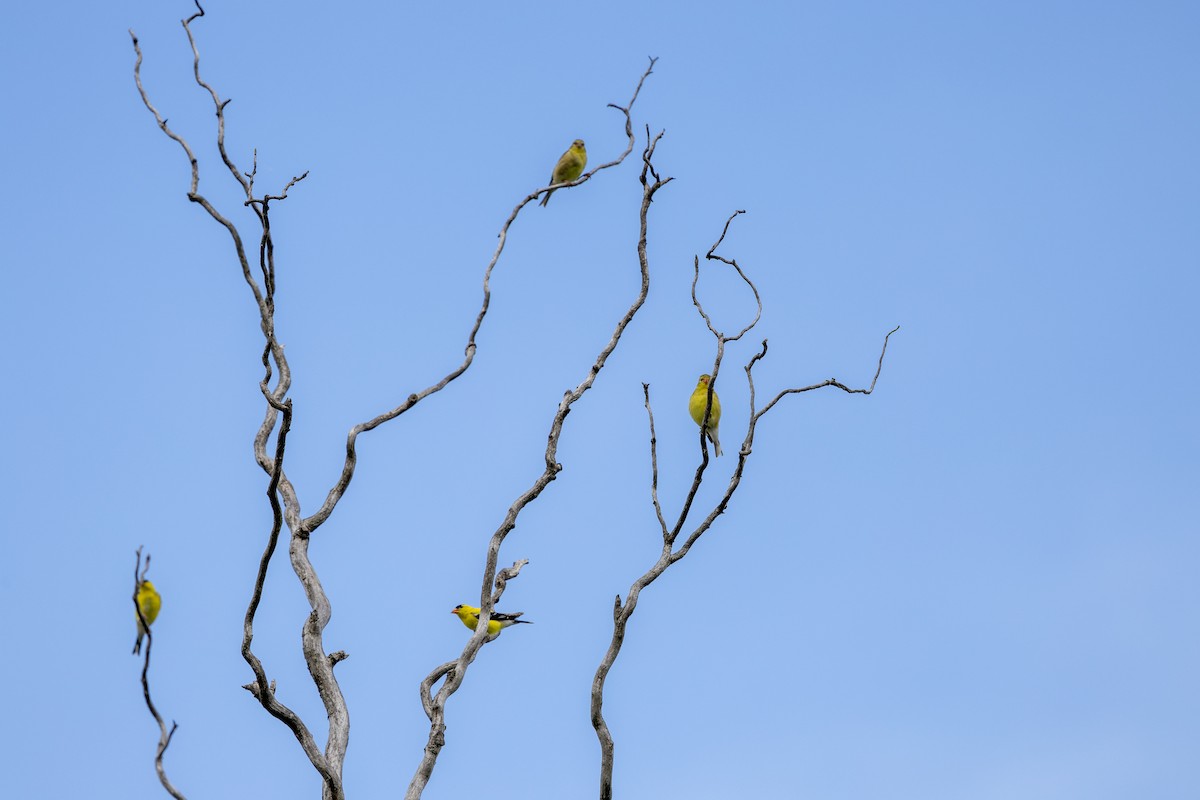 American Goldfinch - ML638141935