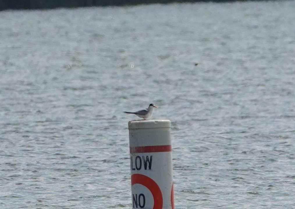Least Tern - ML638141936
