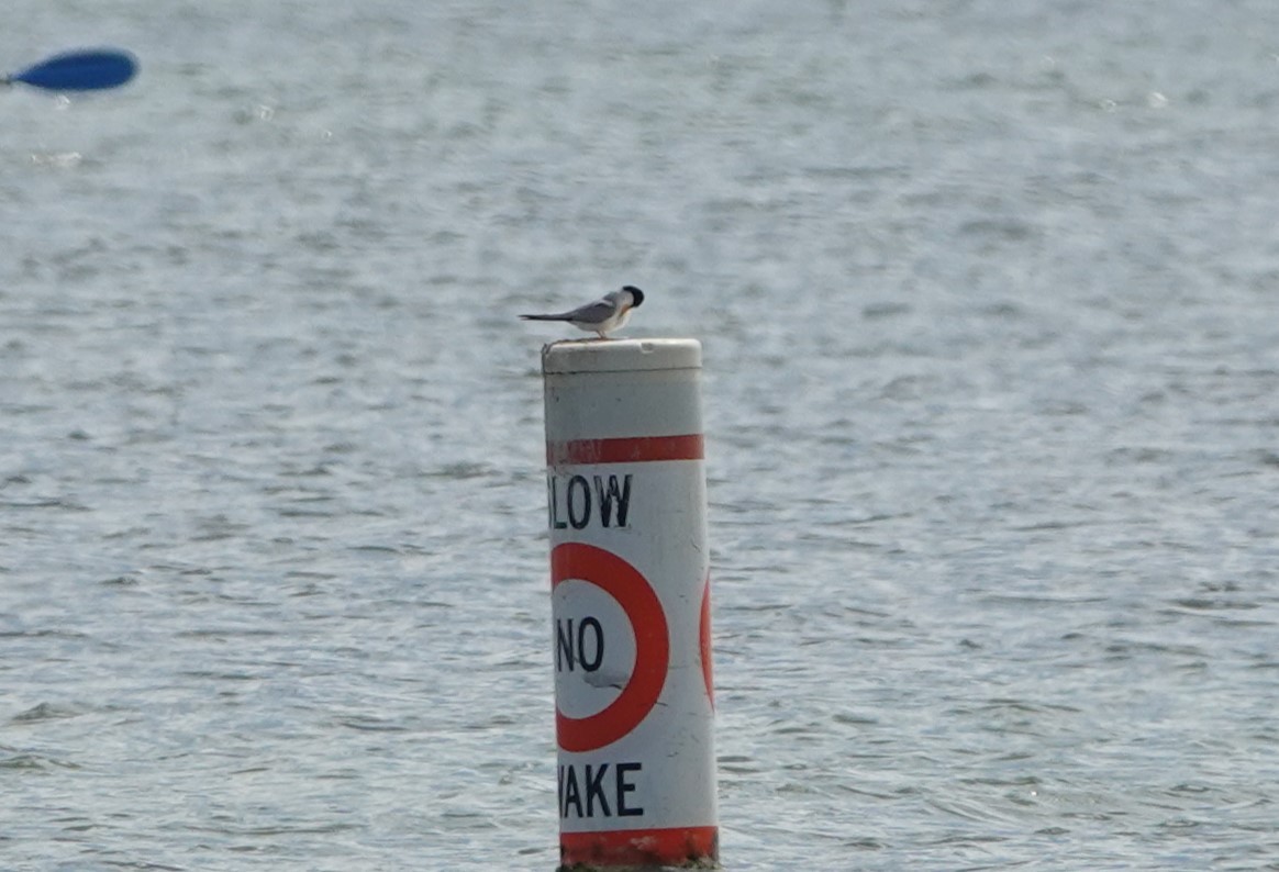 Least Tern - ML638141937