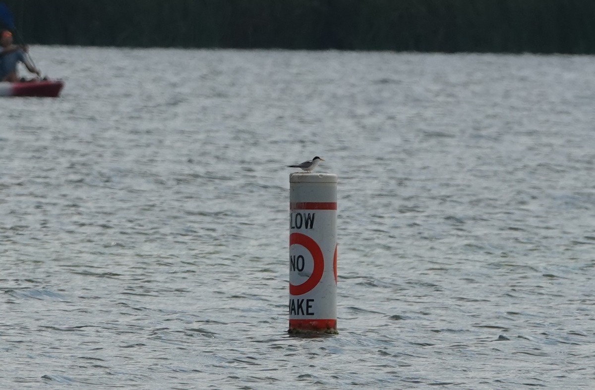 Least Tern - ML638141938