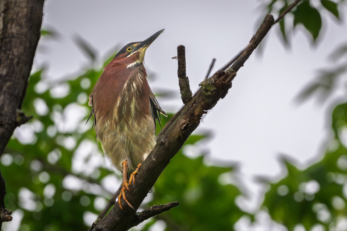 Green Heron - ML638141941