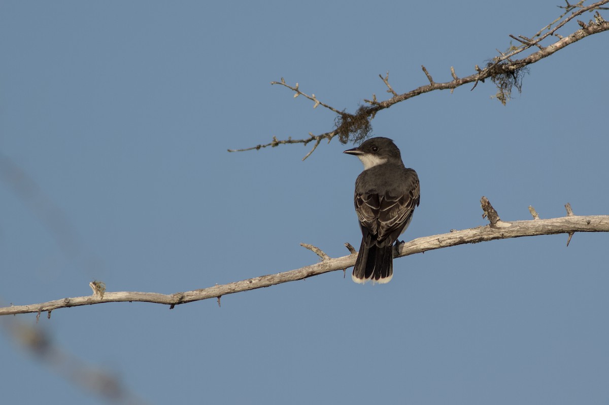 Eastern Kingbird - ML638141946