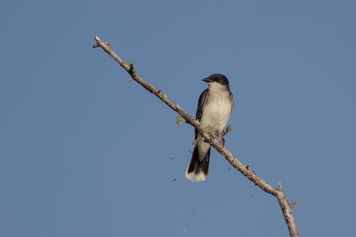 Eastern Kingbird - ML638141947