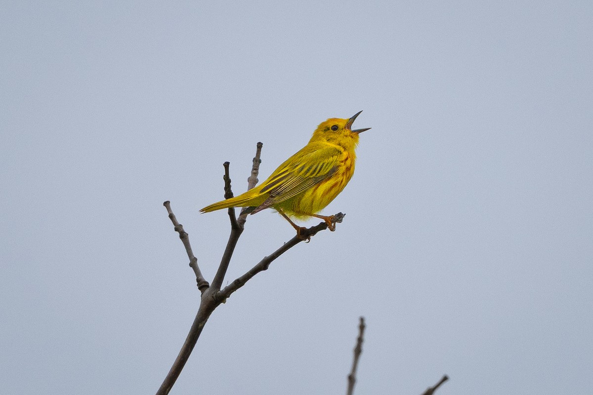 Yellow Warbler - ML638141956