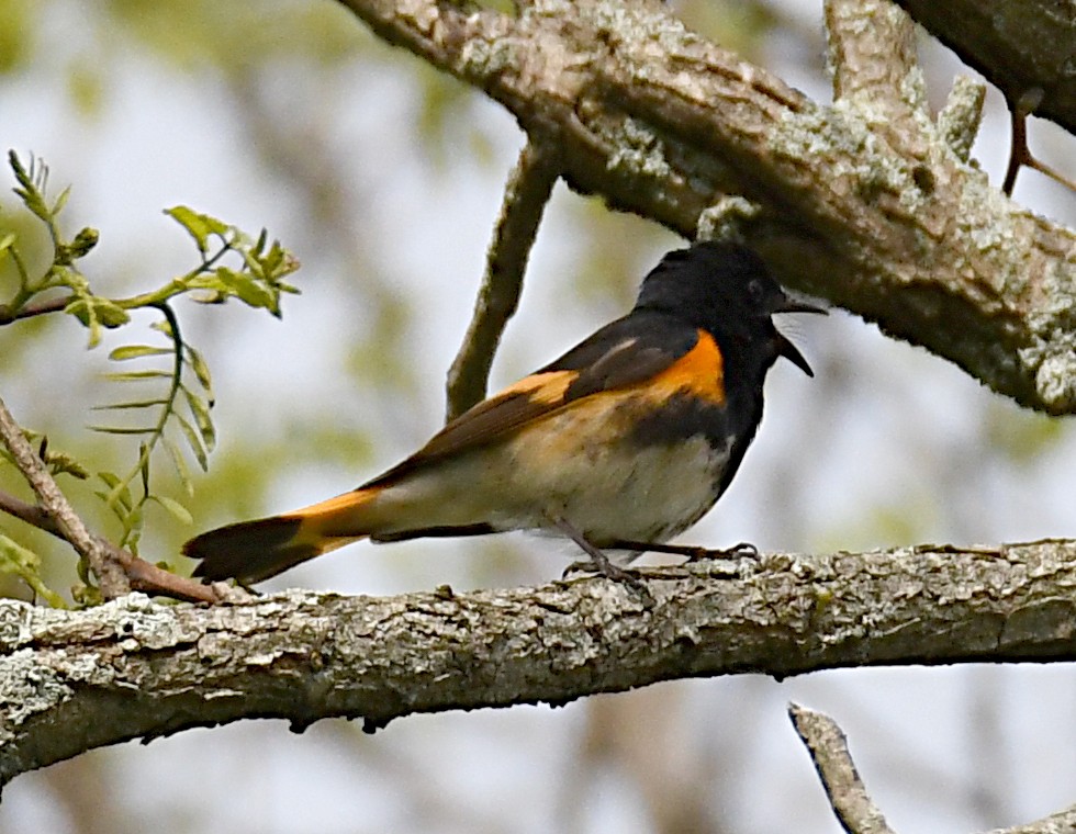 American Redstart - ML638141979