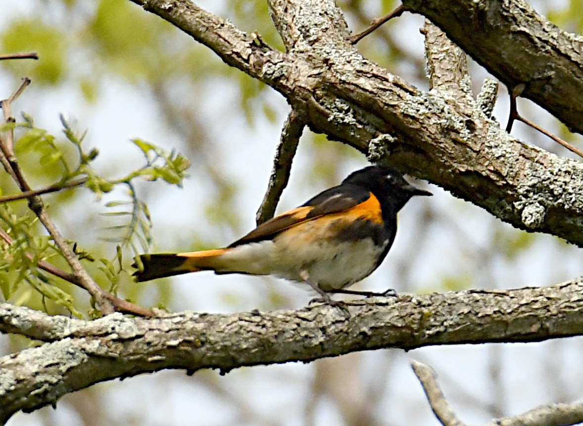 American Redstart - ML638141980