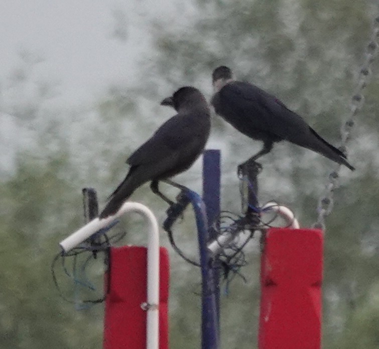 House Crow - ML638141988