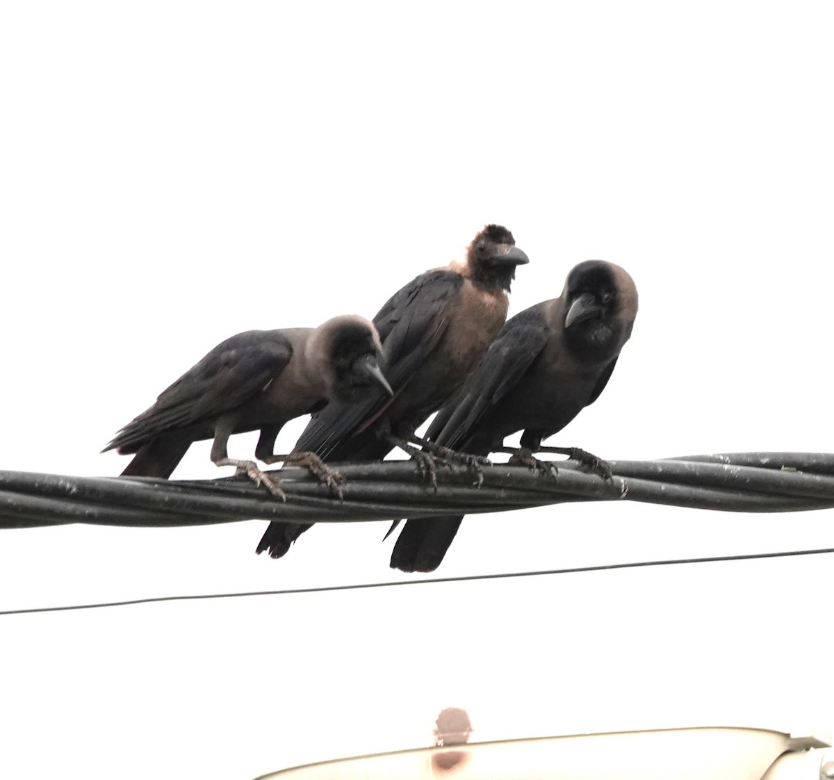 House Crow - ML638141989