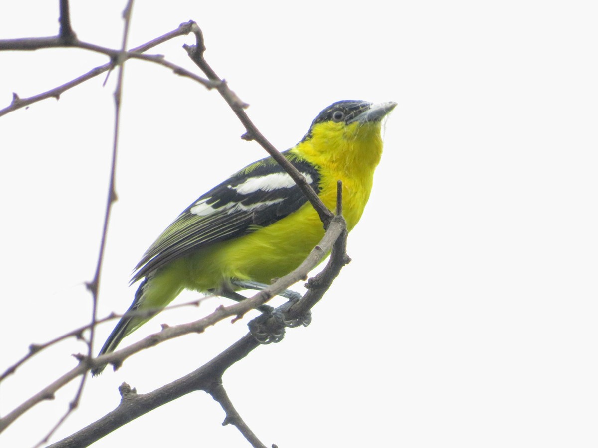 Common Iora - ML638142014