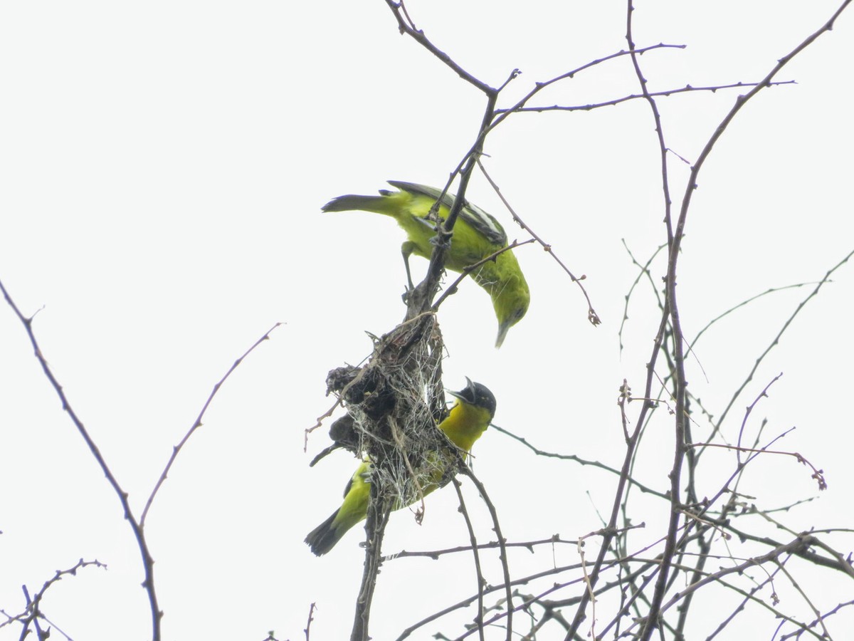 Common Iora - ML638142015