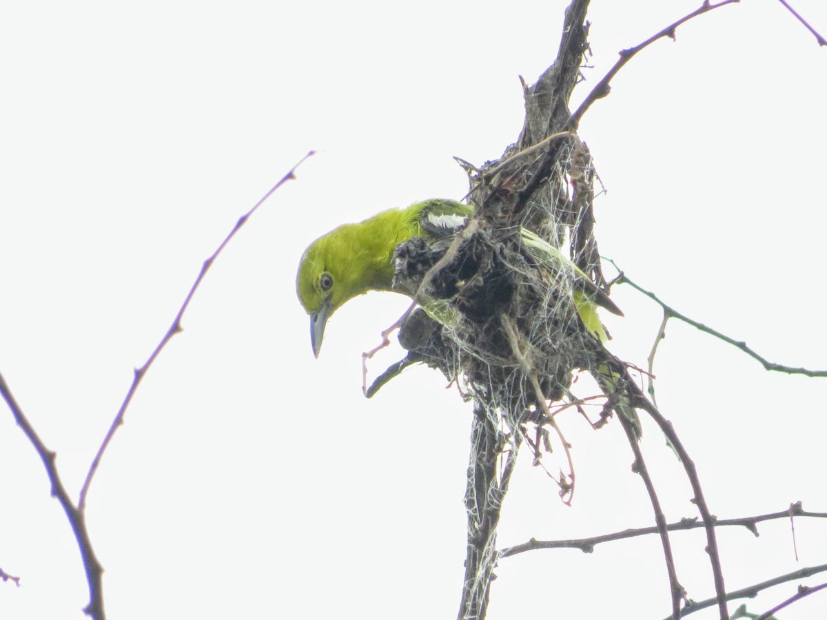 Common Iora - ML638142016
