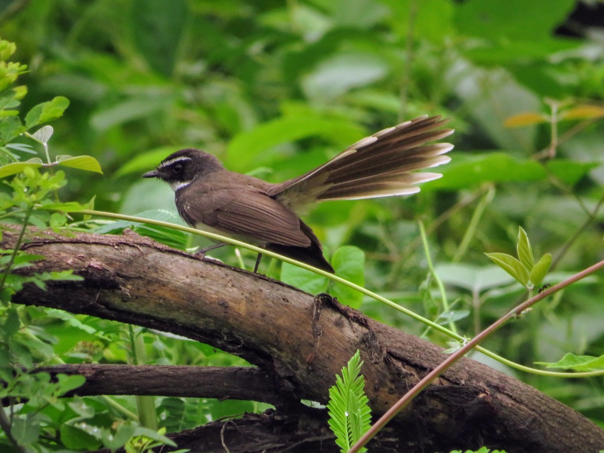 Spot-breasted Fantail - ML638142032