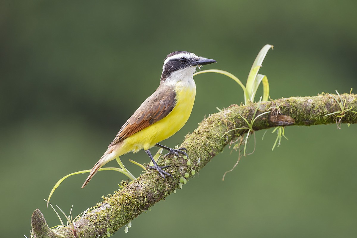 Great Kiskadee - ML638142046