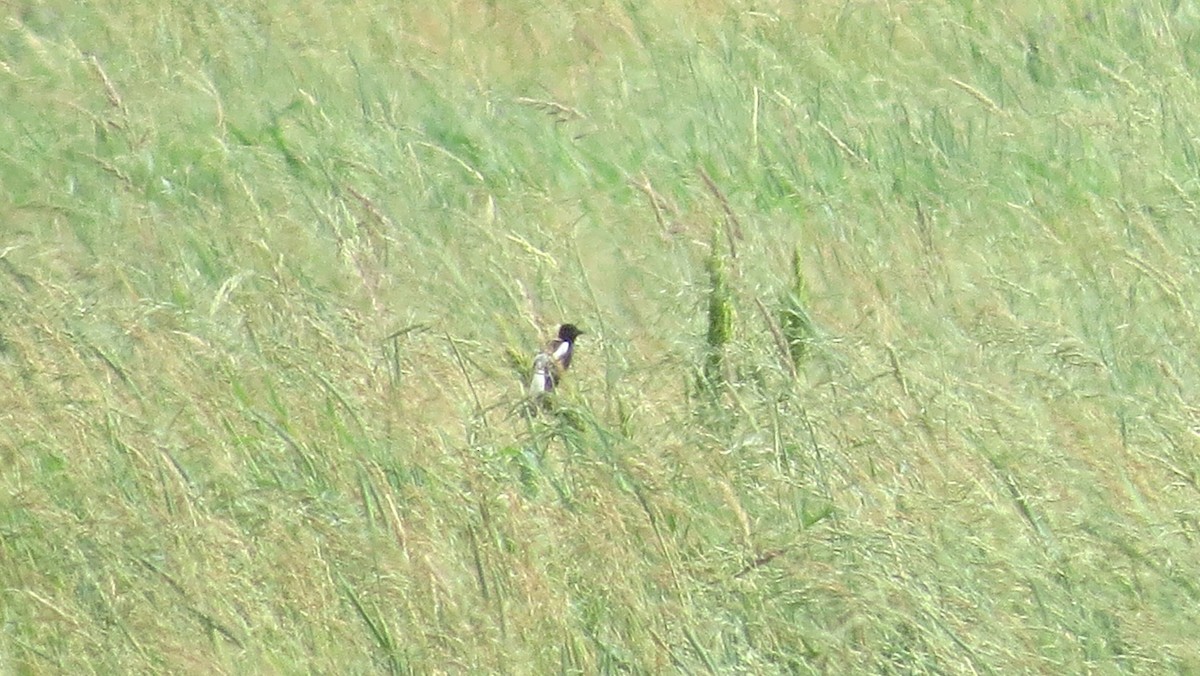 bobolink americký - ML638142052