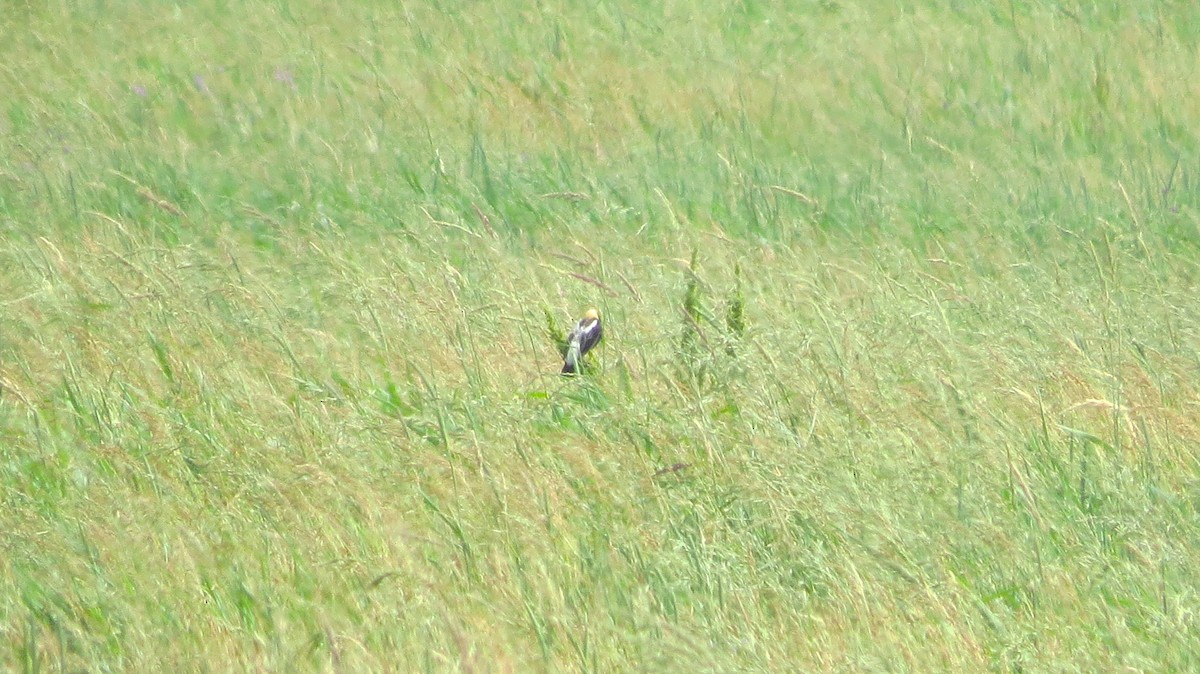 bobolink americký - ML638142053