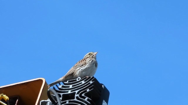 Savannah Sparrow - ML638142088