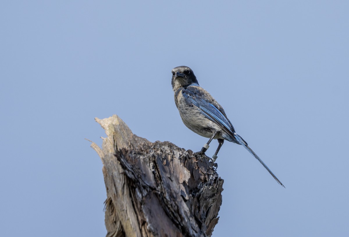 Florida Scrub-Jay - ML638142089