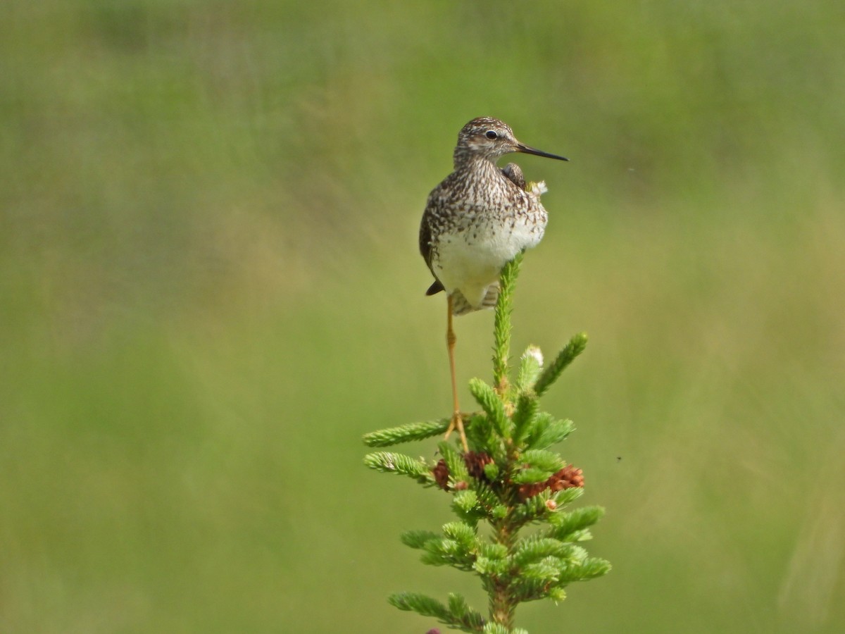Lesser Yellowlegs - ML638142101