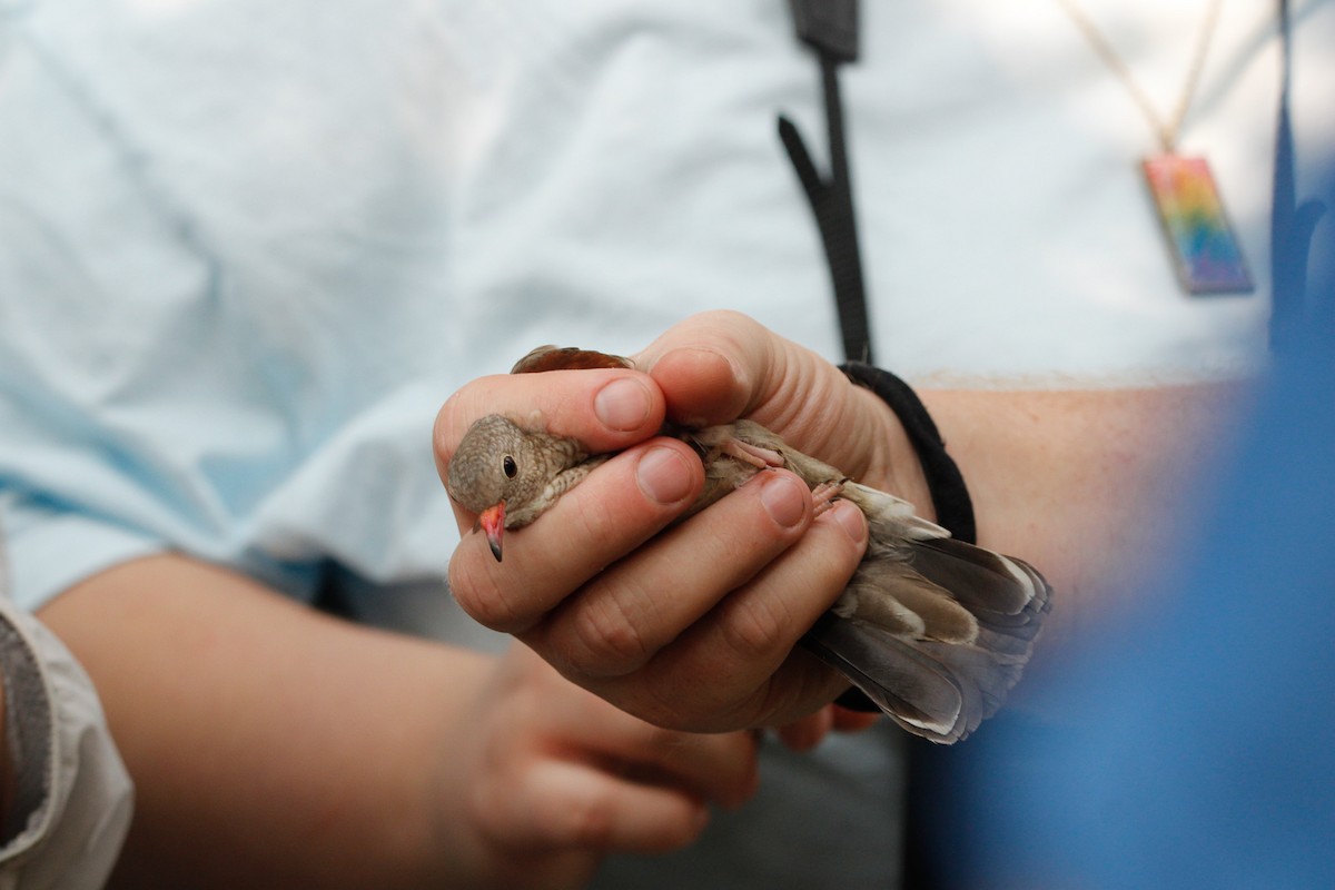 Common Ground Dove - ML638142102