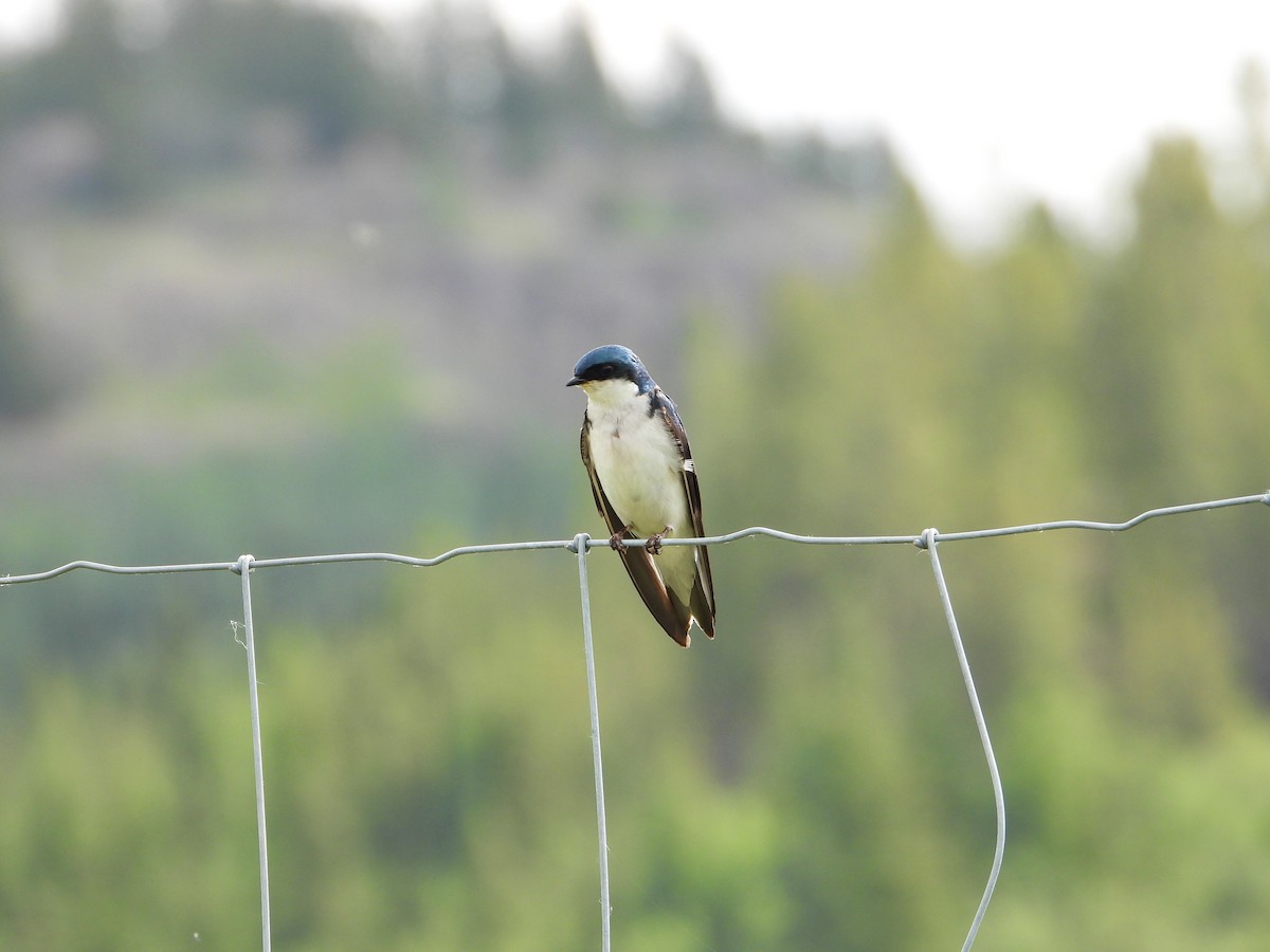 Tree Swallow - ML638142107