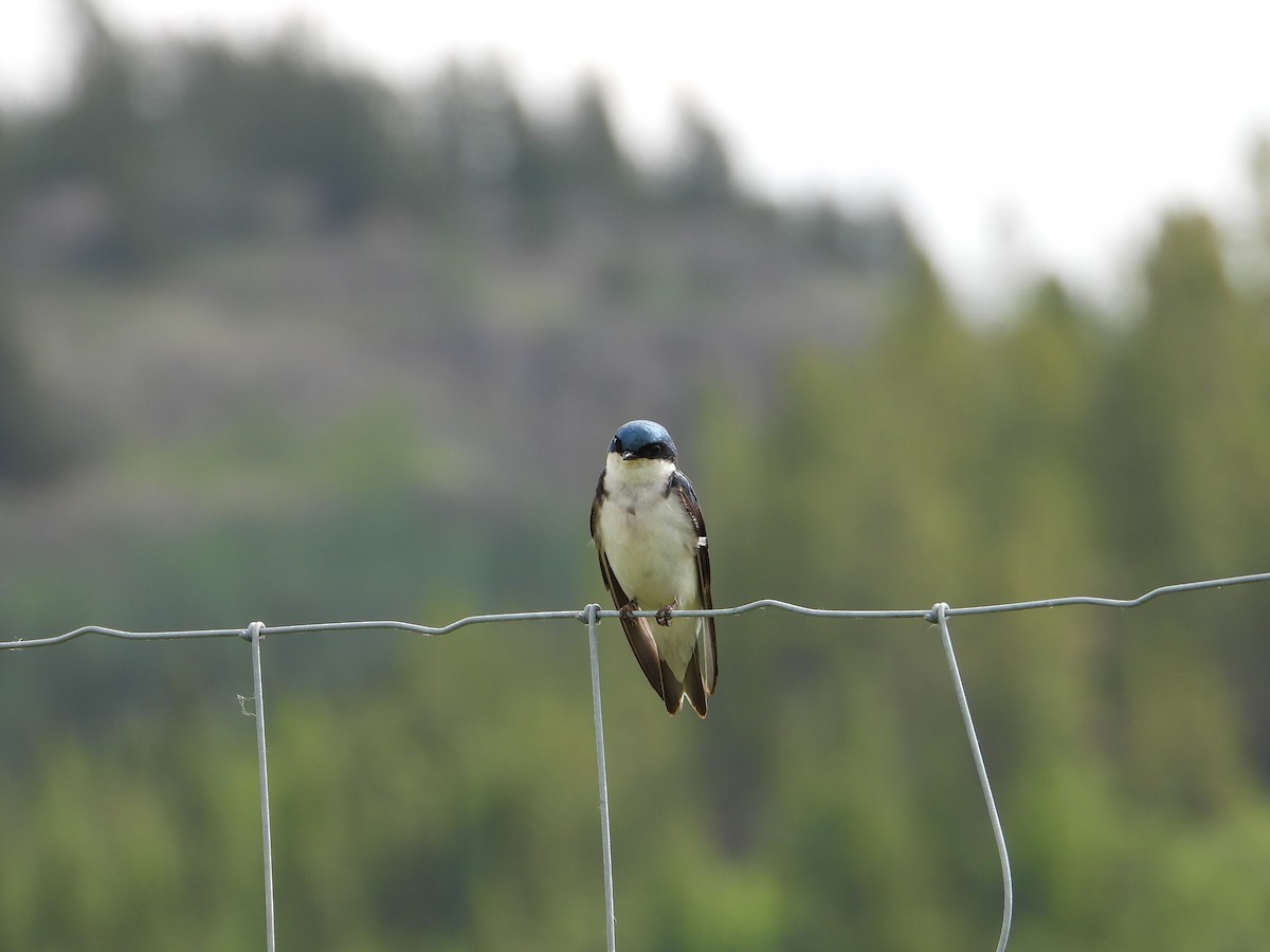 Tree Swallow - ML638142108