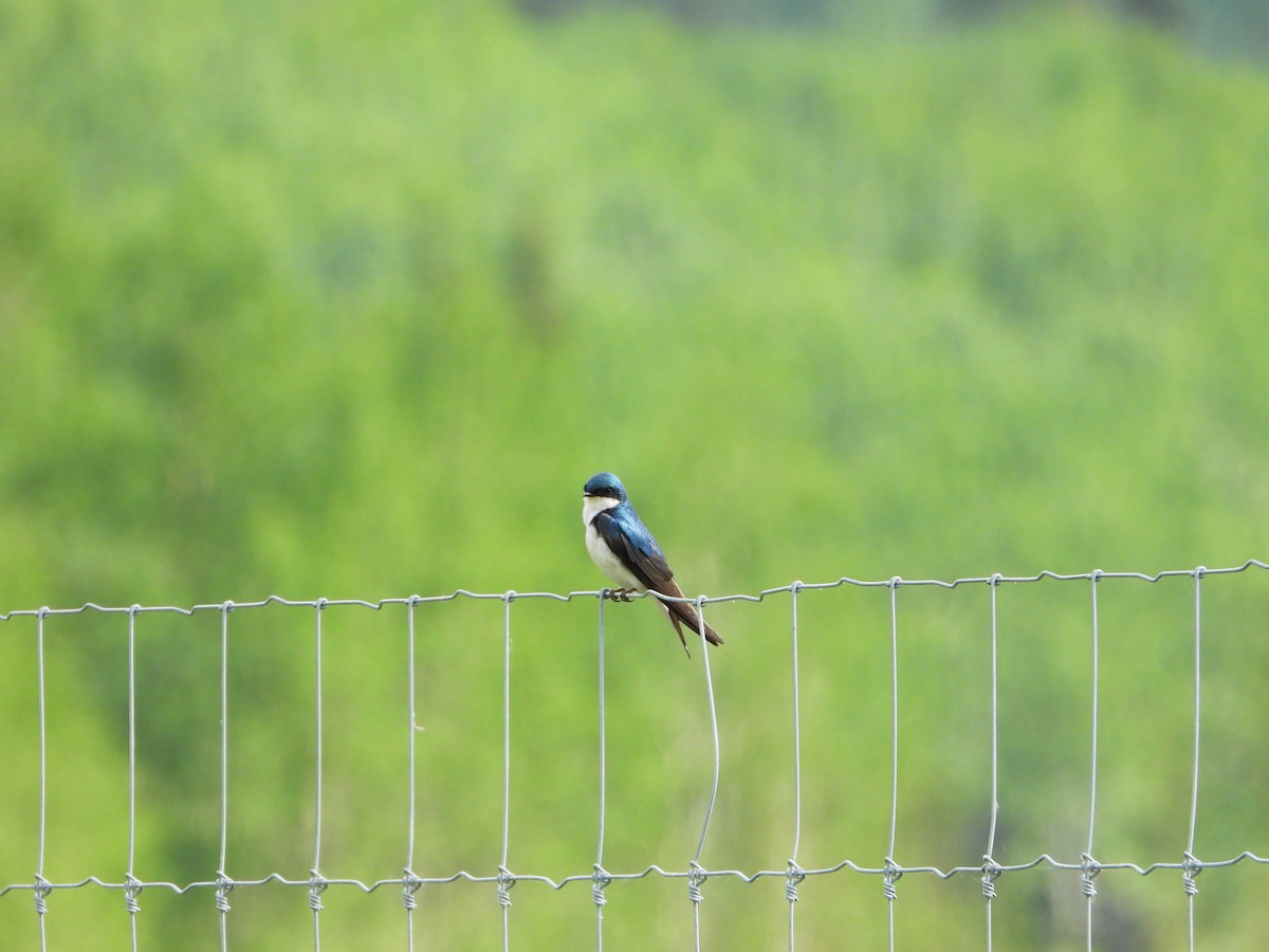 Tree Swallow - ML638142109