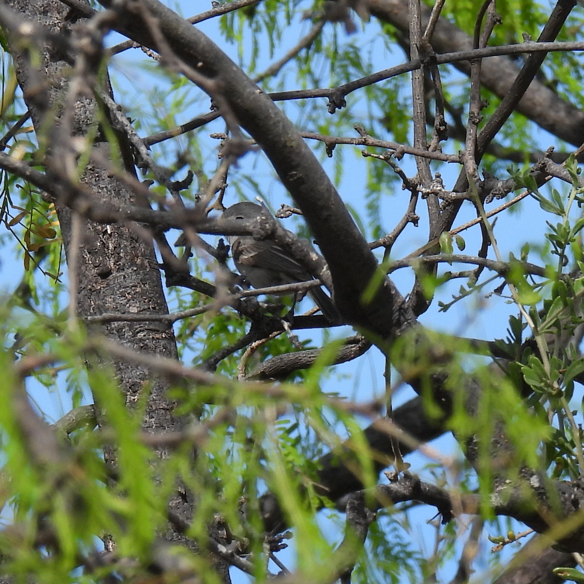 Gray Vireo - ML638142111