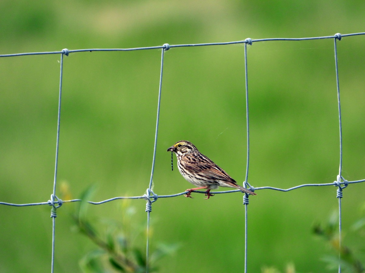 Savannah Sparrow - ML638142113