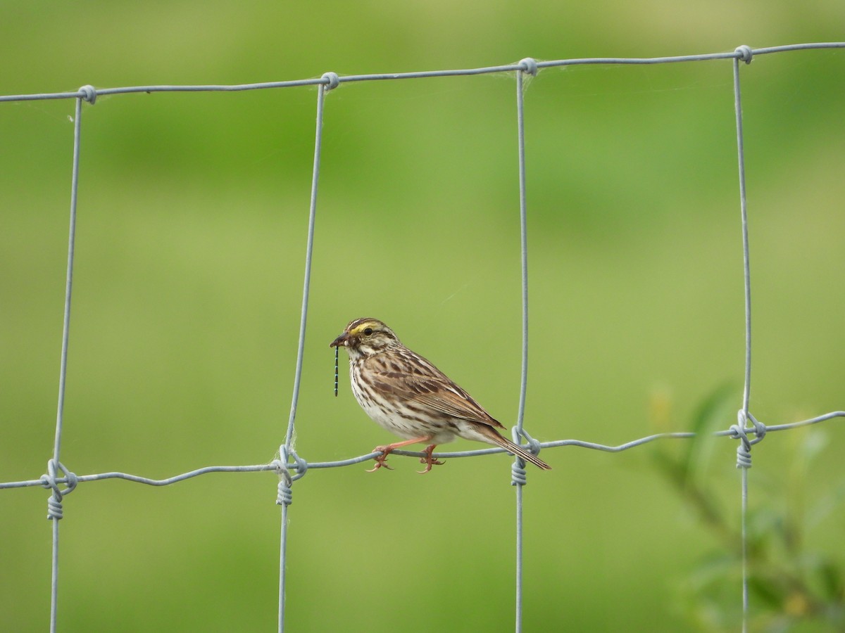 Savannah Sparrow - ML638142114