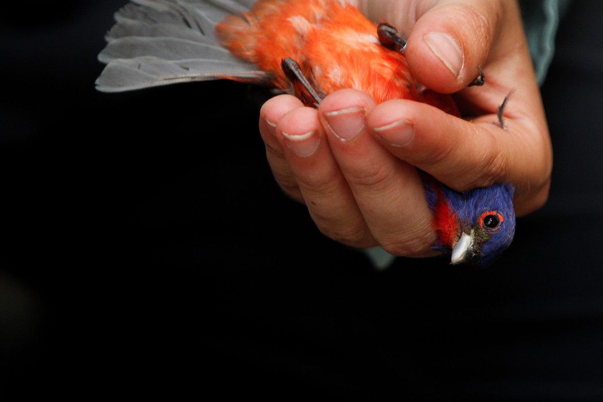 Painted Bunting - ML638142118