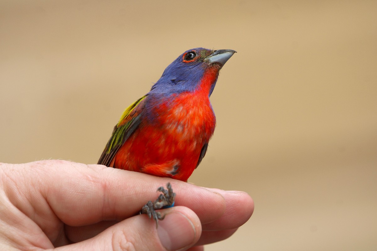 Painted Bunting - ML638142119