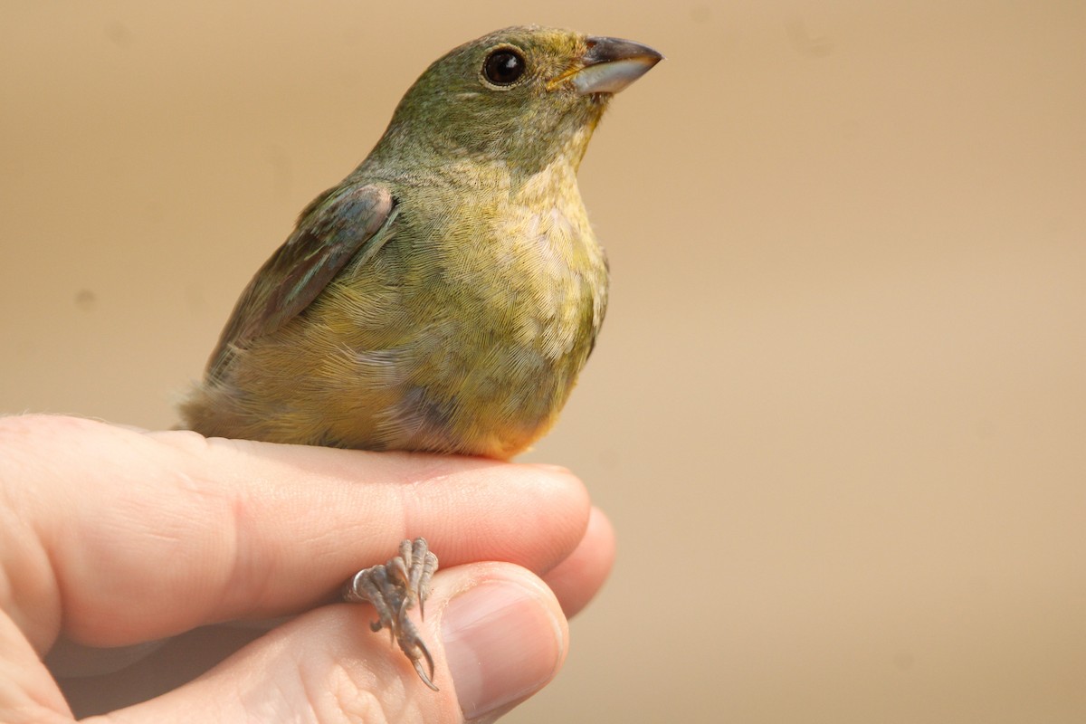 Painted Bunting - ML638142120