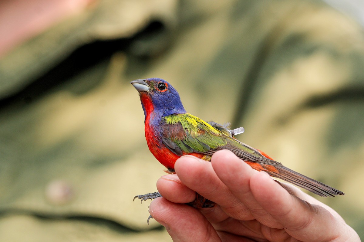 Painted Bunting - ML638142121