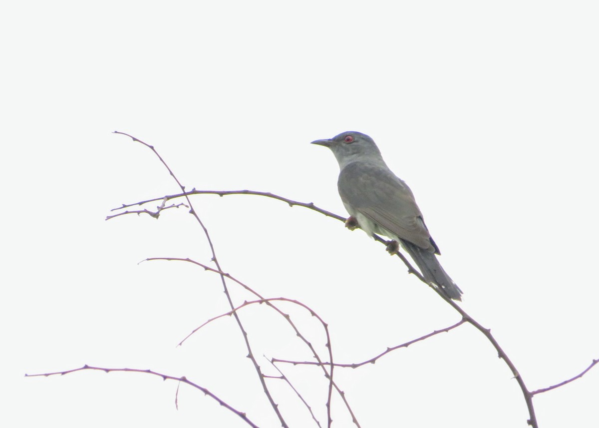 Gray-bellied Cuckoo - ML638142129