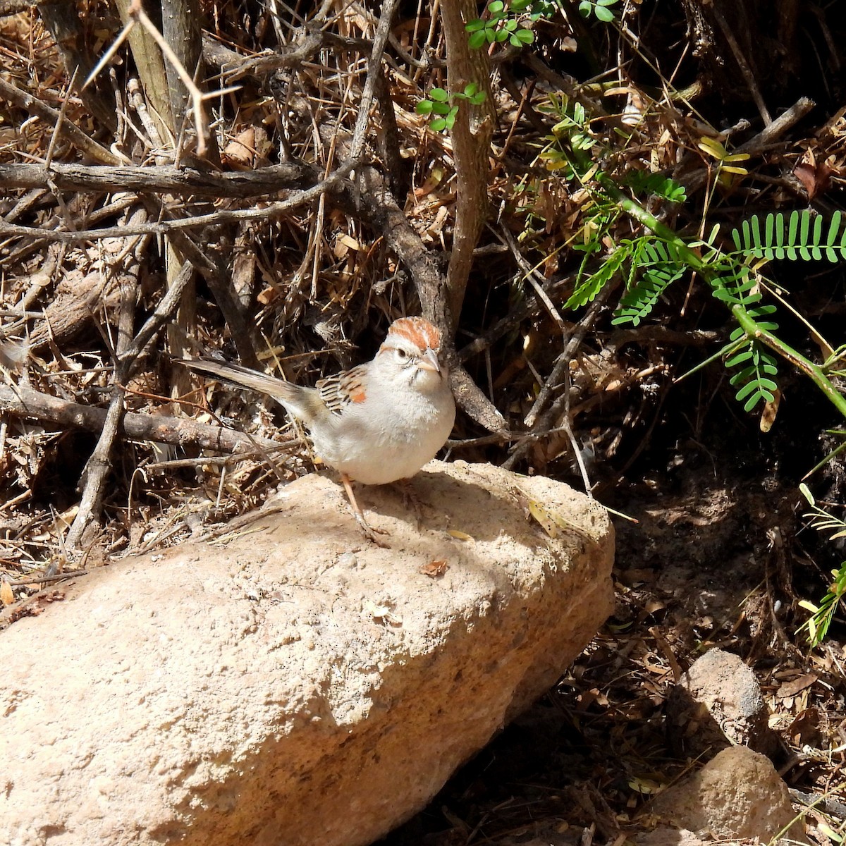 Rufous-winged Sparrow - ML638142171