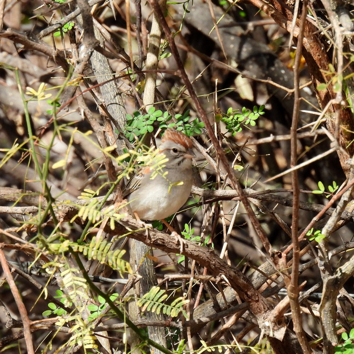Rufous-winged Sparrow - ML638142172