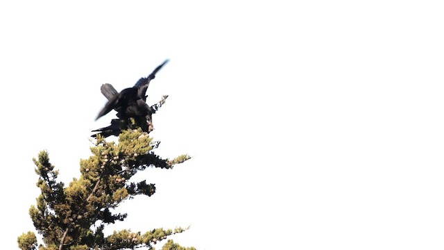 Common Raven - ML638142183