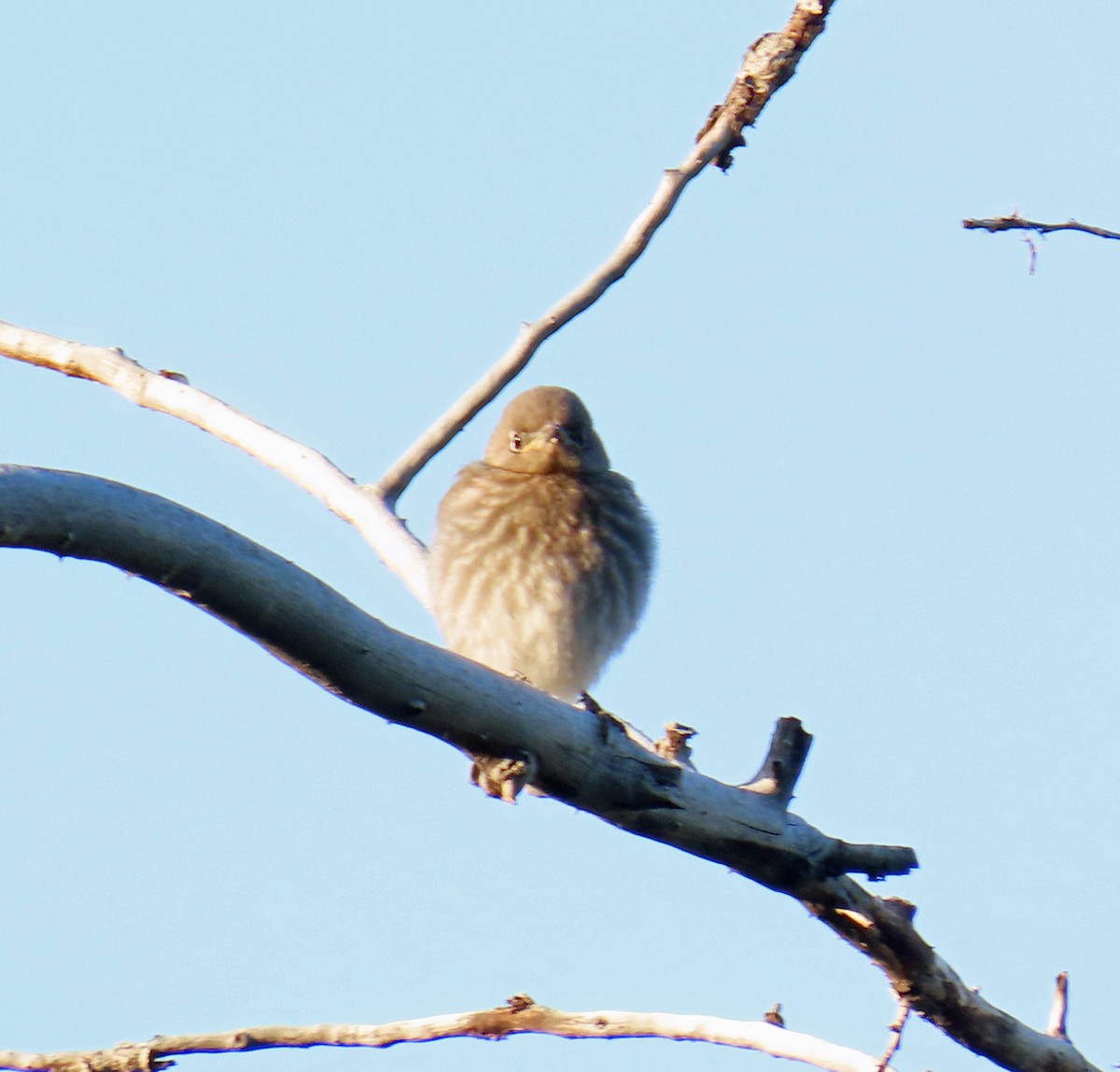 Mountain Bluebird - ML638142208