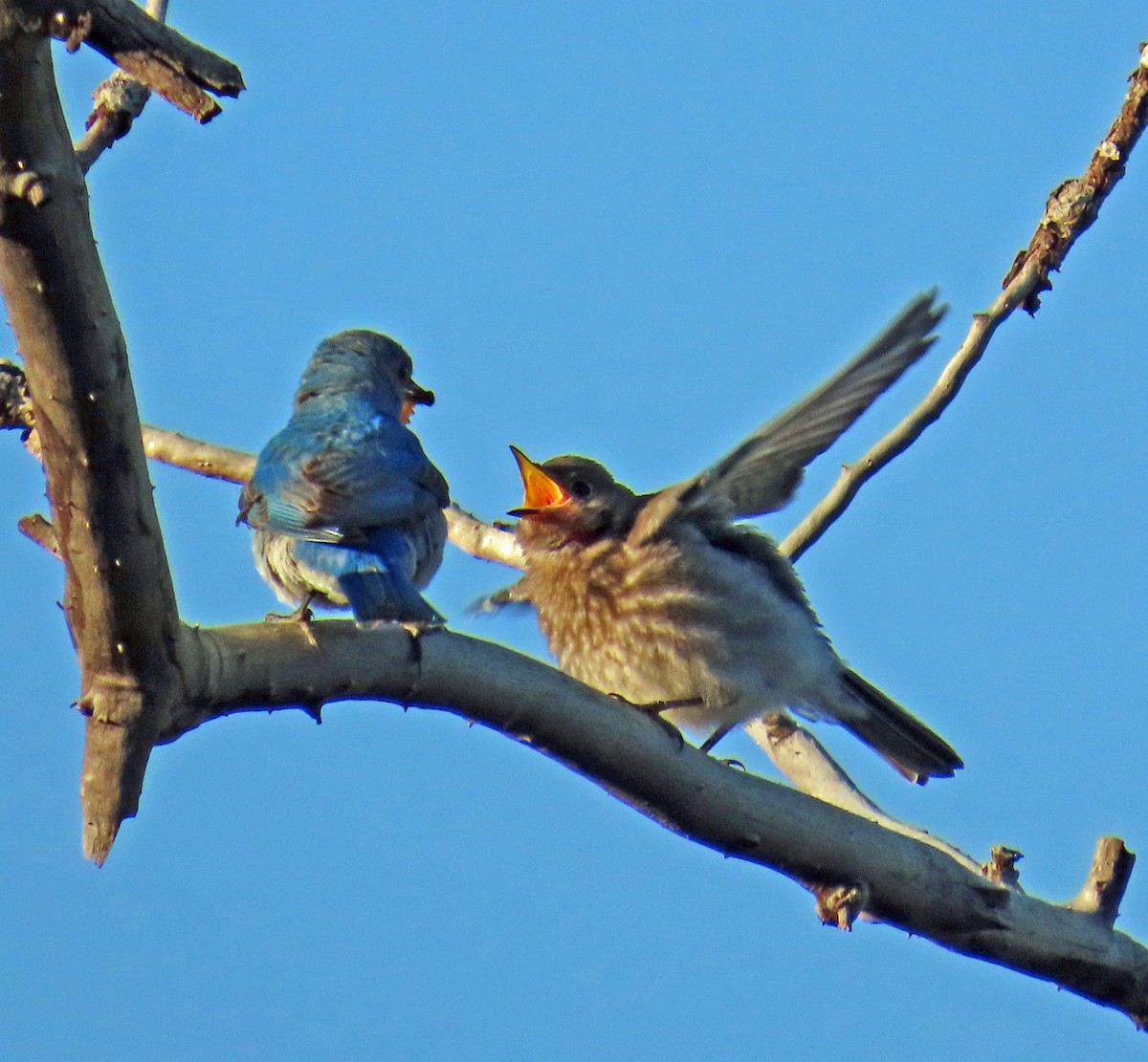 Mountain Bluebird - ML638142211